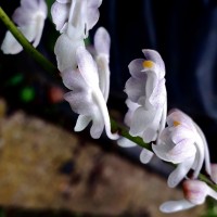 Aerides ringens (Lindl.) C.E.C.Fisch.